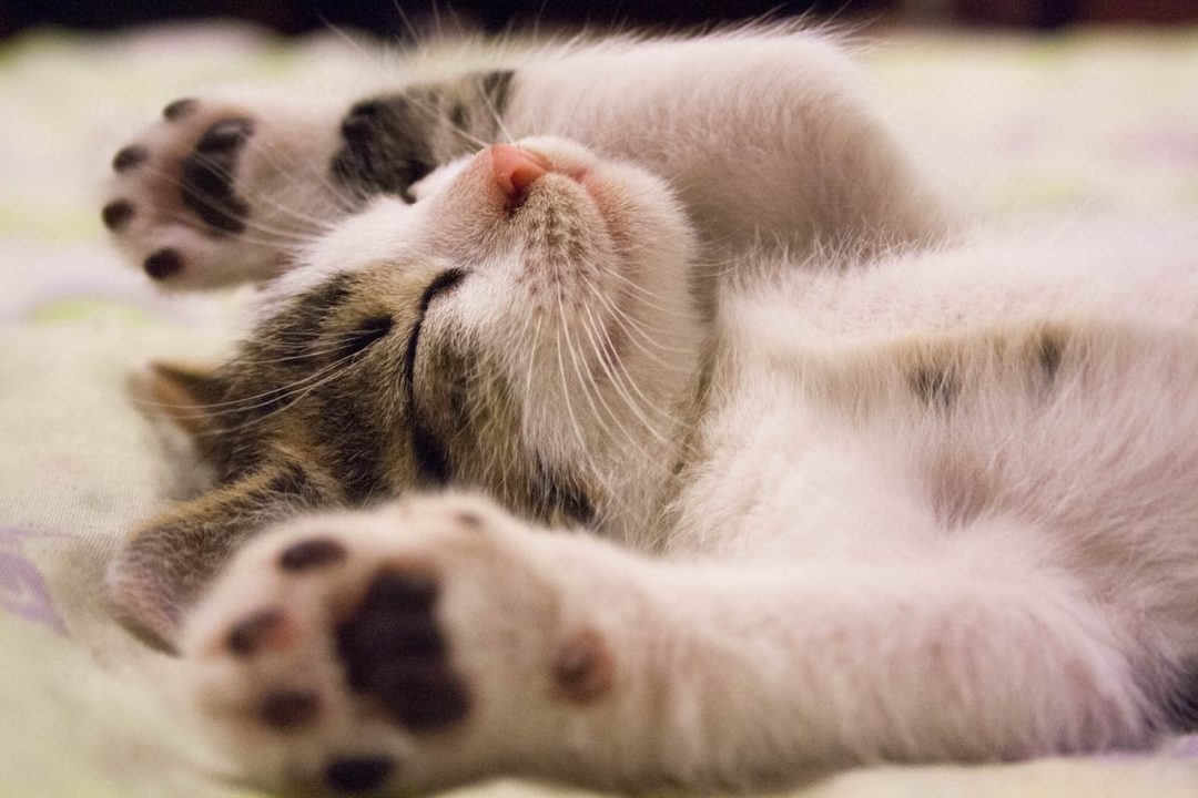kattenbakvulling