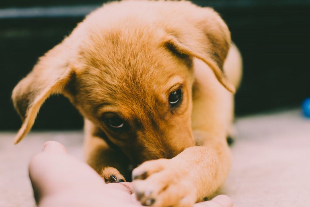 online puppytraining
