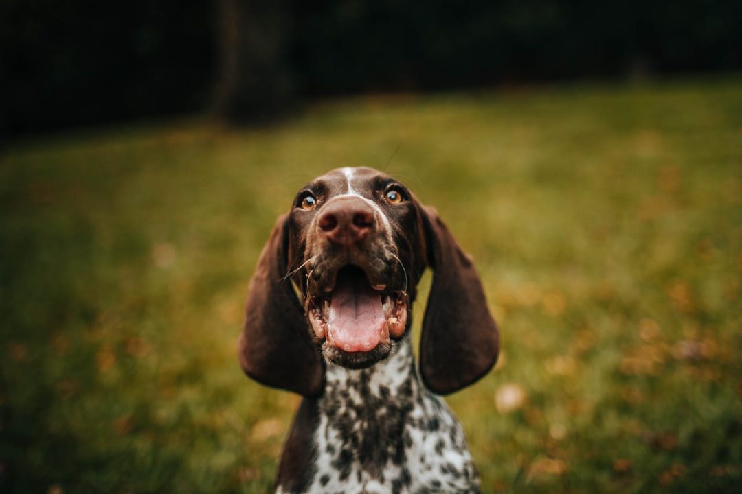 honden gokspellen