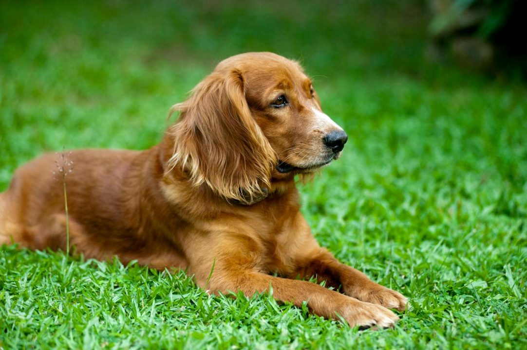 Giardia bij honden