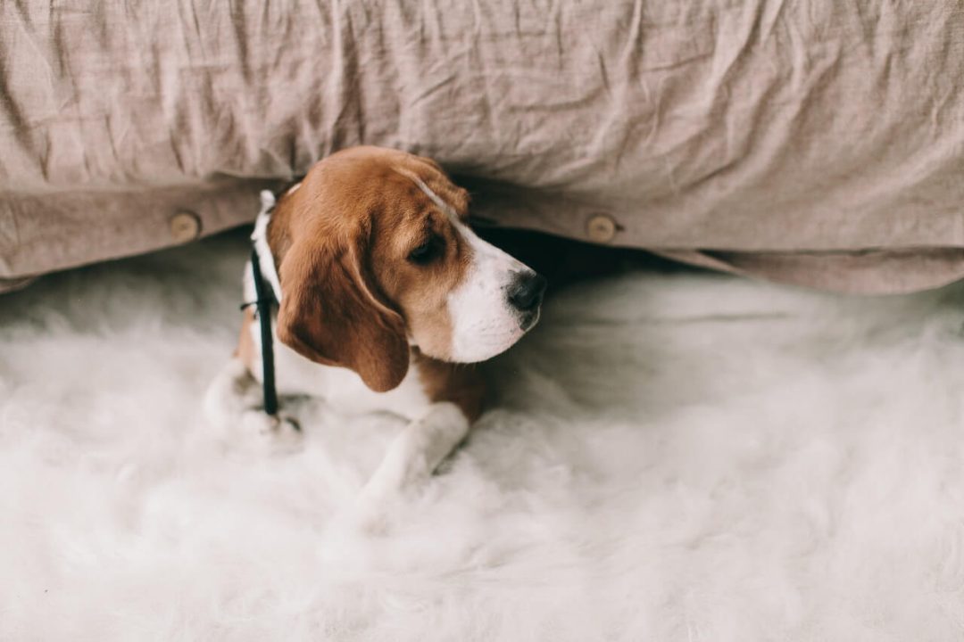hond alleen thuis