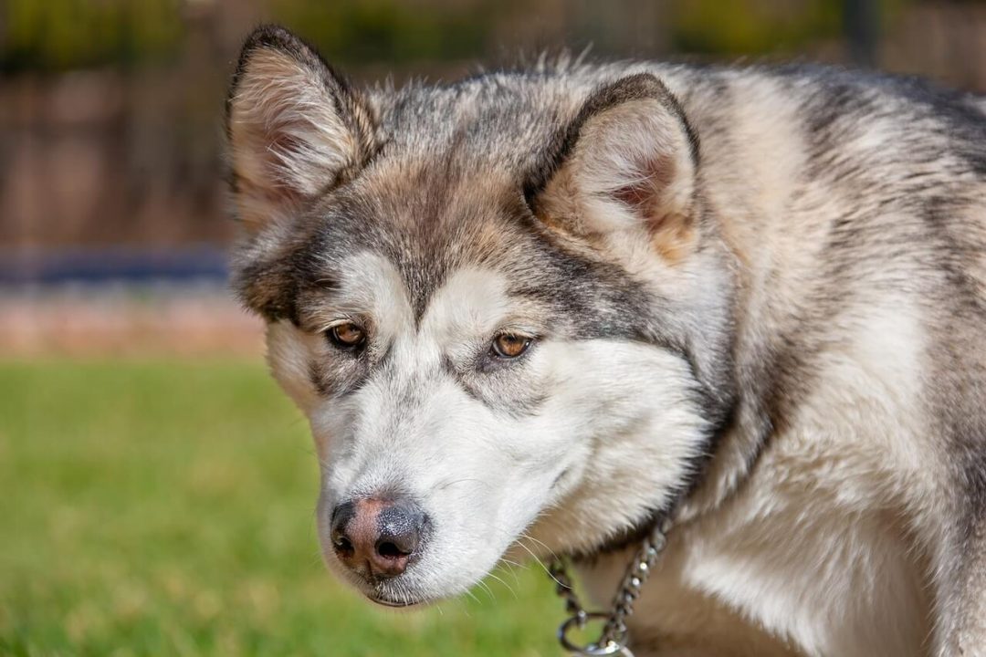 Top 10 gevaarlijkste honden