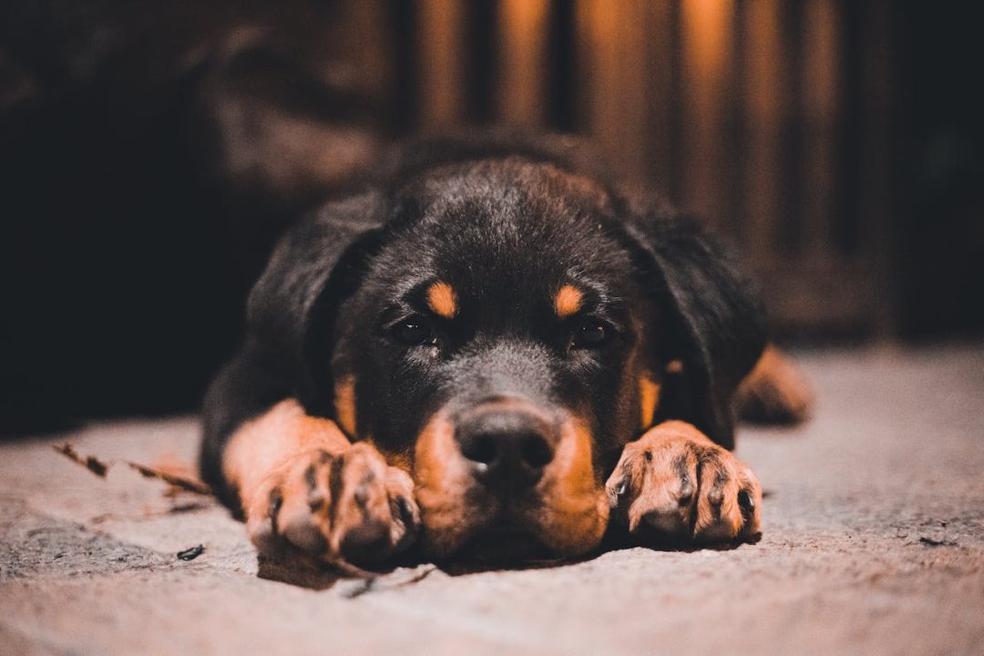honden categorie