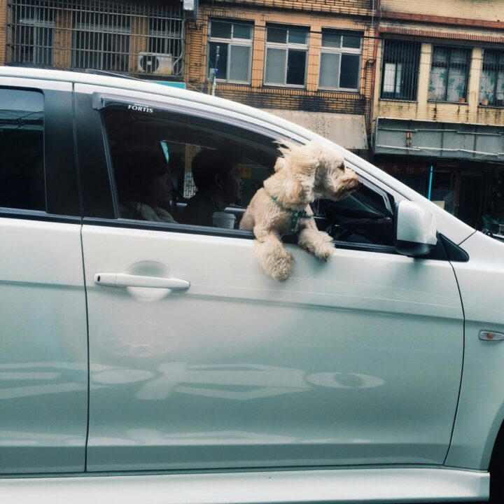 Hond in de auto